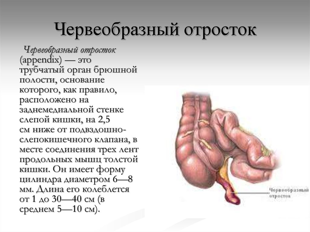 Узи слепой кишки и аппендикса что это