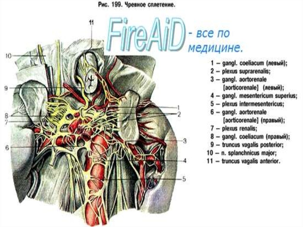 Thyroglossus латынь