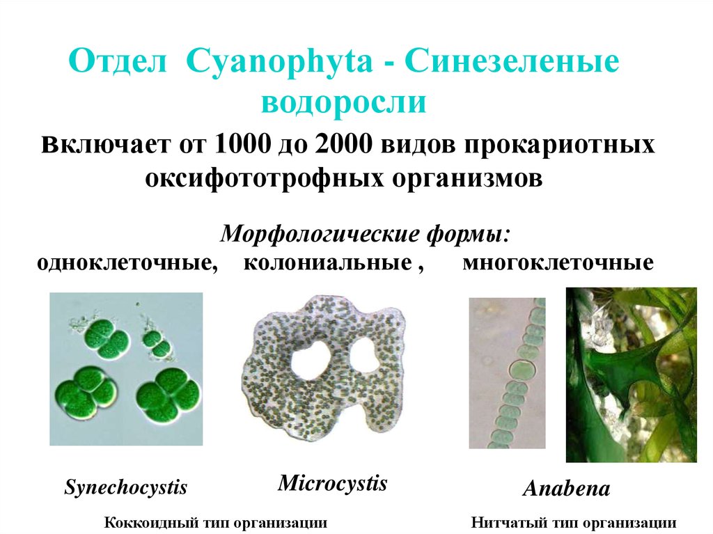 Отделы водорослей примеры. Отдел цианобактерии сине-зеленые водоросли. Микроцистис таллом. Отдел зеленые водоросли классификация. Синезеленые водоросли (Cyanophyta).