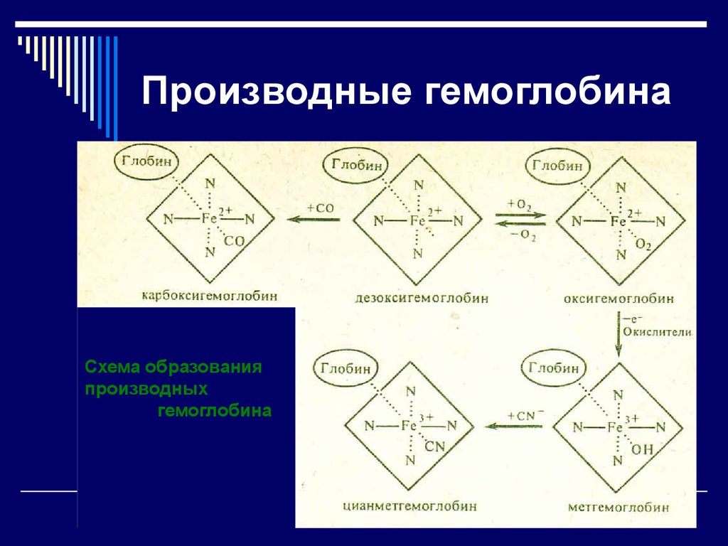 Физиологические соединения гемоглобина. Схема строения оксигемоглобина. Схема образования оксигемоглобина. Производные гемоглобина формулы. Производные гемоглобина биохимия.