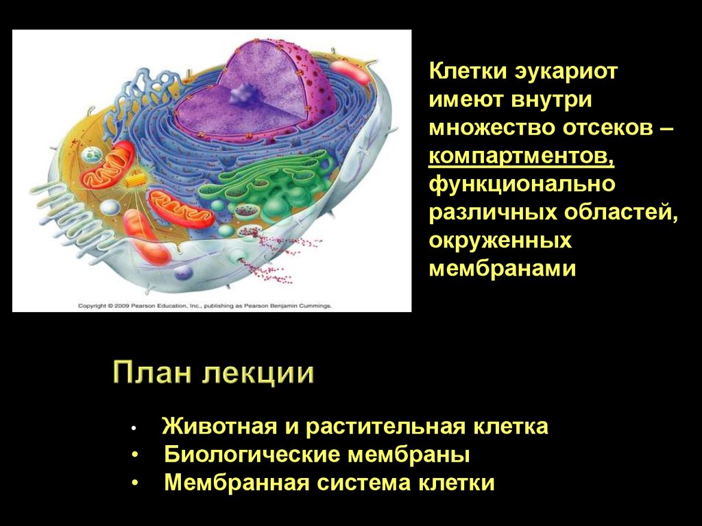 Мембраны клеток эукариот. КОМПАРТМЕНТЫ растительной клетки. Компартментализация эукариотических клеток. Компартментализация клетки. КОМПАРТМЕНТЫ цитоплазмы.