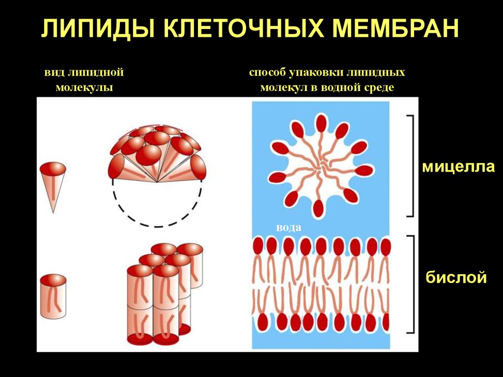 Липидная мембрана. Липиды клеточных мембран. Липидная оболочка клетки. Липиды в мембране клетки.