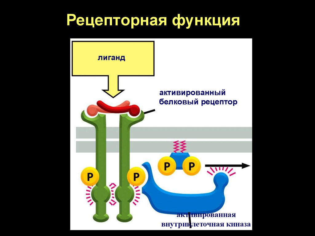 Рецепторная функция клеточной. Рецепторная функция белков. Лиганды внутриклеточных рецепторов. Лиганды активирующие внутриклеточные рецепторы. Лиганд-рецепторное взаимодействие.