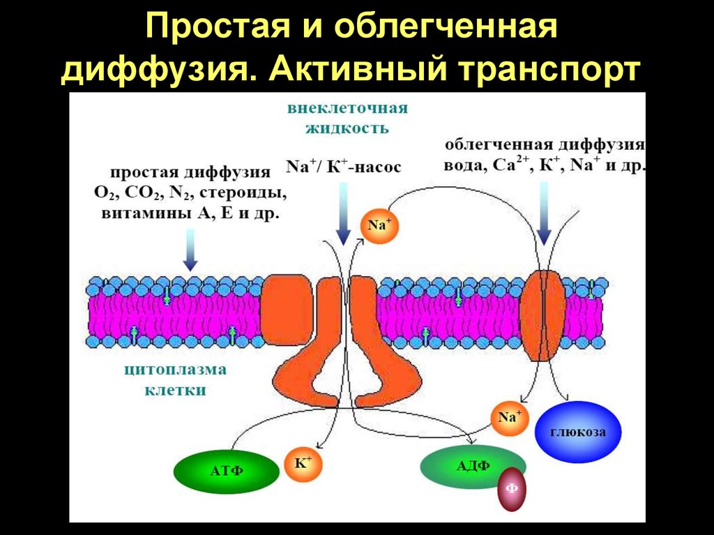 Облегченная диффузия. Пассивный транспорт простая и облегченная диффузия. Пассивный транспорт веществ простая и облегченная диффузия. Механизм транспорта облегченной диффузии. Простая и облегченная диффузия.