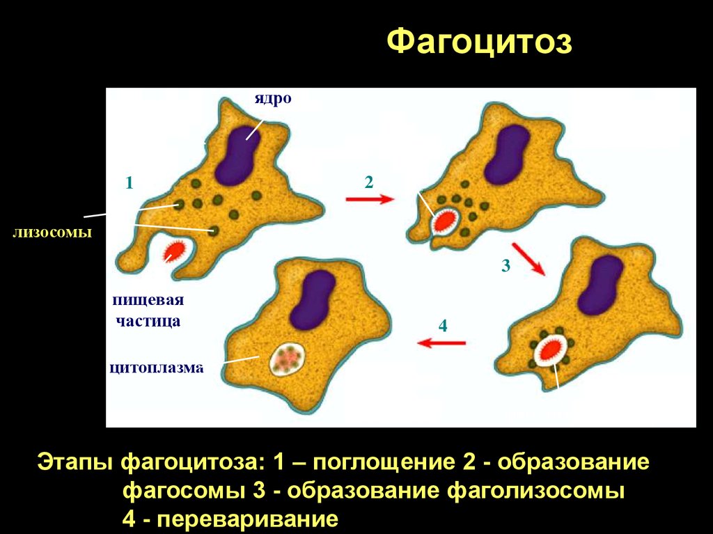 Фагоцитоз лизосома. Фагоцитоз фагосома. Образование фаголизосомы. Этапы фагоцитоза.