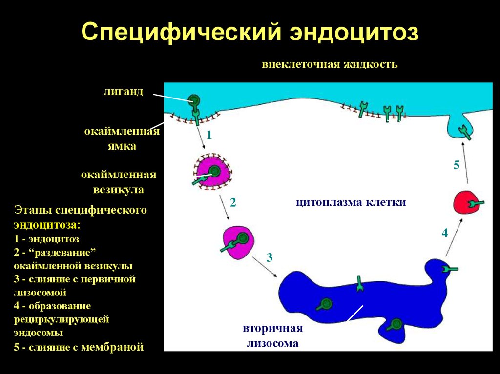 Последовательность эндоцитоза. Специфический эндоцитоз. Этапы эндоцитоза. Эндоцитоз этапы. Неспецифический эндоцитоз.