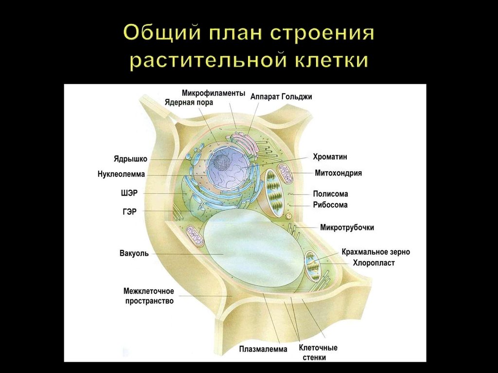 План строения клетки