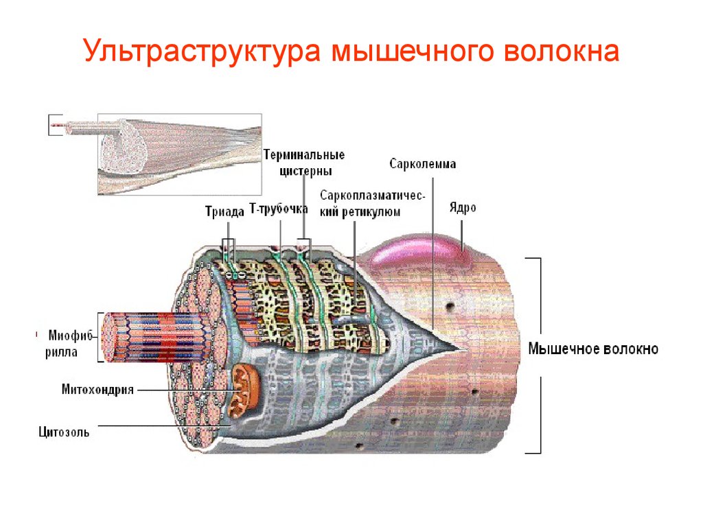 Рисунок мышечного волокна