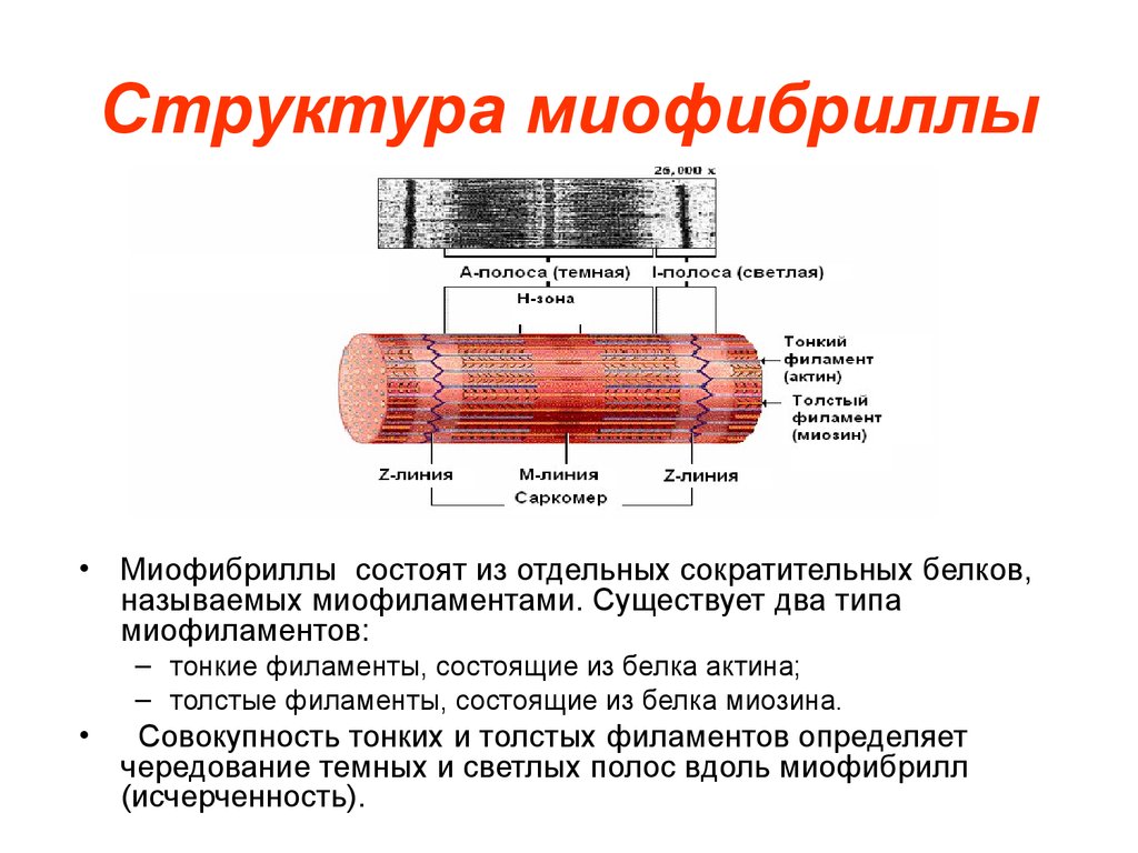 Мышечное волокно состоит из. Схема расположения сократительных белков в миофибрилле. Строение скелетной мышцы и миофибриллы. Схематическое строение миофибриллы. Мышечная ткань строение миофибриллы.