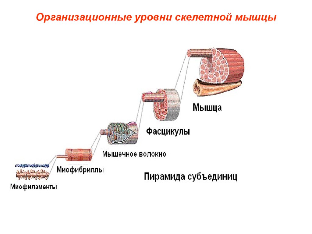 Типы скелетных мышечных тканей относительно актина презентация