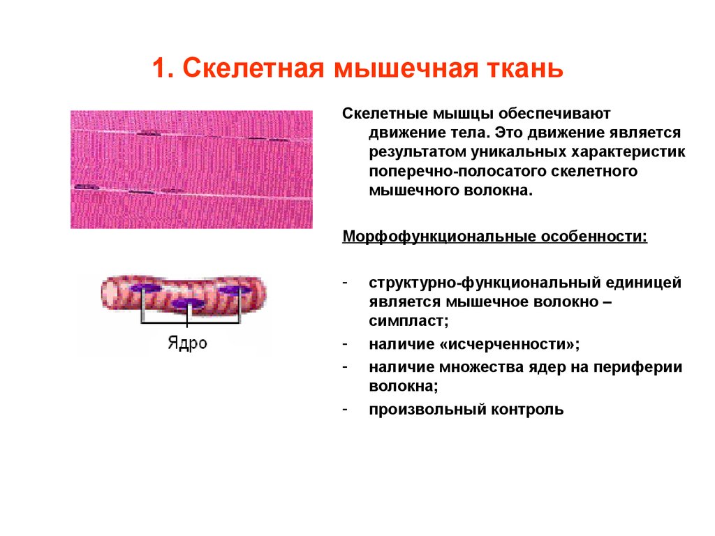 Поперечно полосатая мышечная ткань строение. Особенности строения поперечно полосатой скелетной мышечной ткани. Особенности строения поперечно полосатой скелетной ткани. Особенности строения мышечной поперечнополосатой скелетной ткани. Характеристика скелетной мышечной ткани.