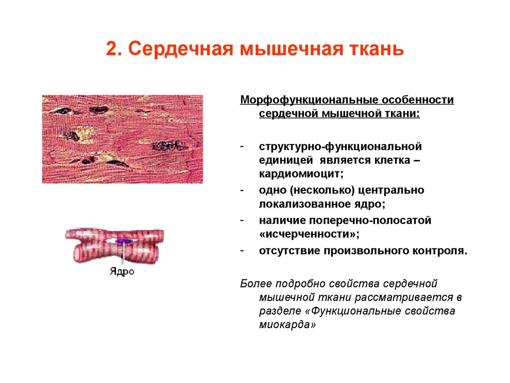 Мышечная ткань является. Функция поперечно полосатой сердечной ткани мышечной ткани. Особенности строение мышечной ткани сердца. Структурно функциональные свойства мышечных тканей. Поперечно сердечная мышечная ткань функции.