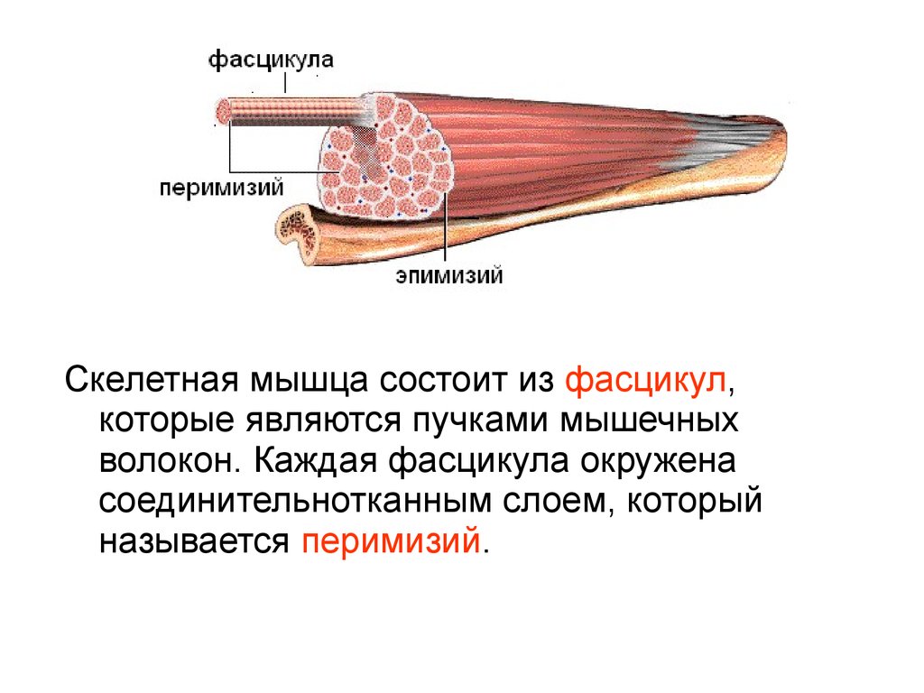 Скелетная мышца состоит из. У мышц эпимизий перимизий. Скелетные мышцы. Секретные мышцы состоят из.