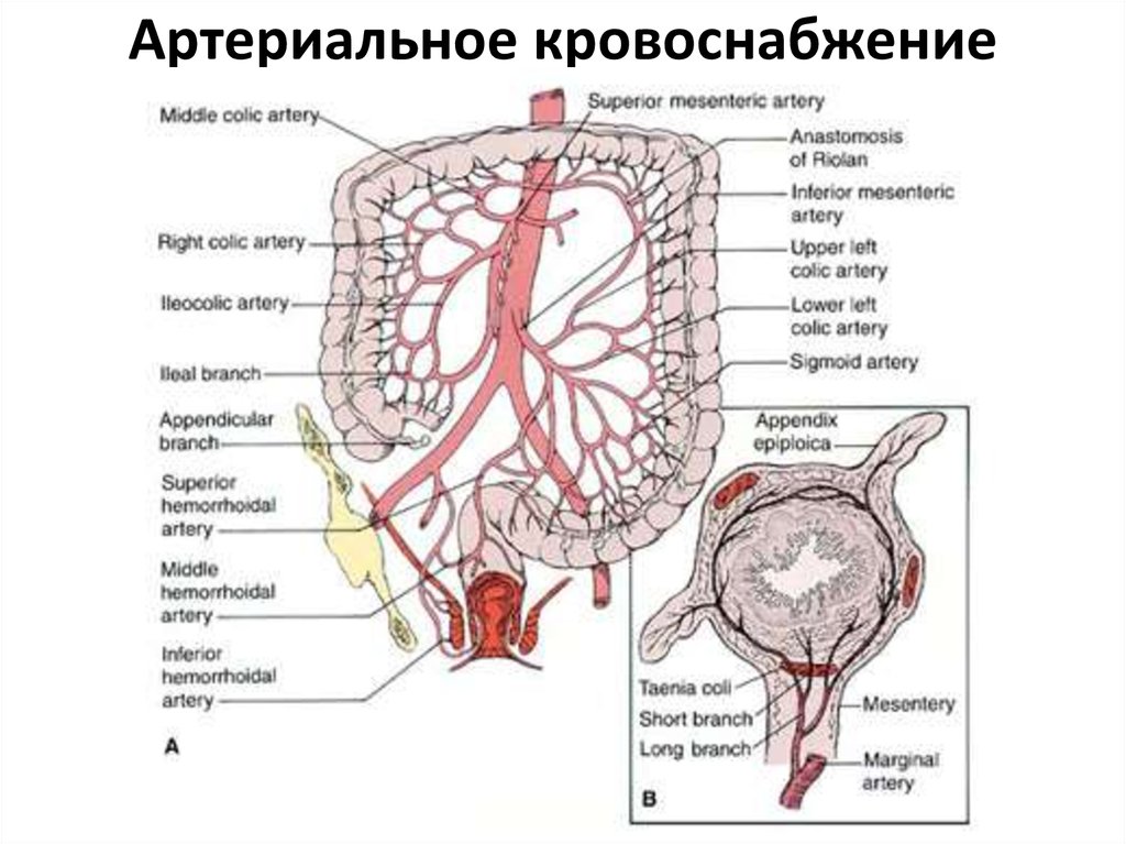 Схема кровоснабжение кишечника