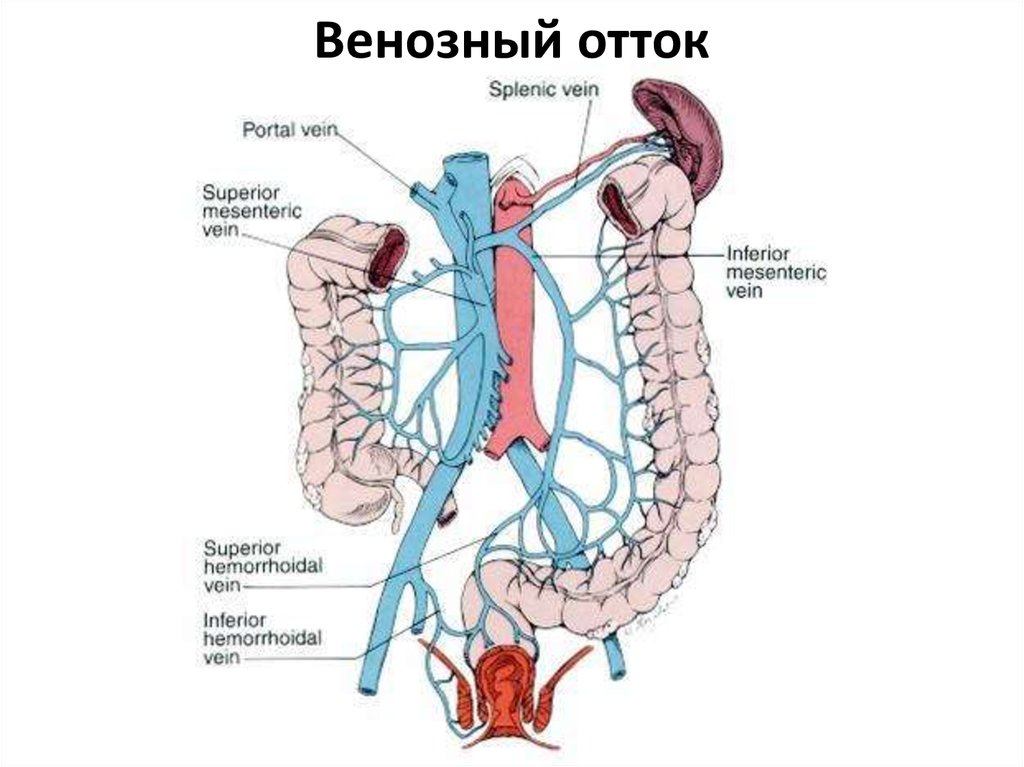 Кровоснабжение прямой кишки схема