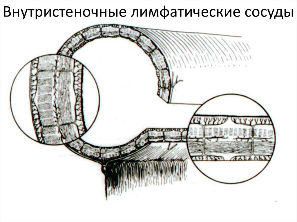 Внутристеночные лимфатические сосуды