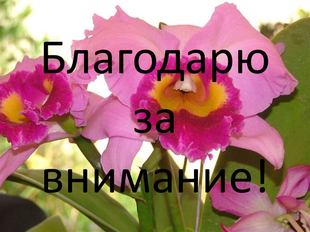 Благодарю за внимание!