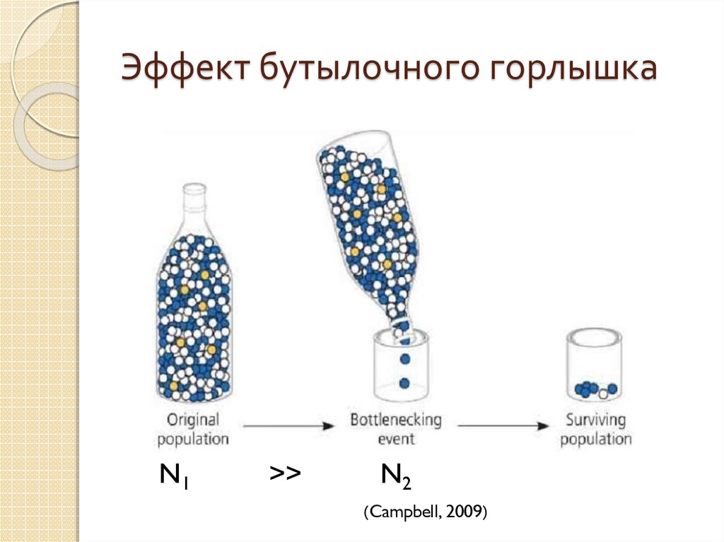 Бутылочное горлышко в эволюции. Эффект бутылочного горлышка и эффект основателя. Эффект бутылочного горлышка и дрейф генов. Дрейф генов бутылочное горлышко.