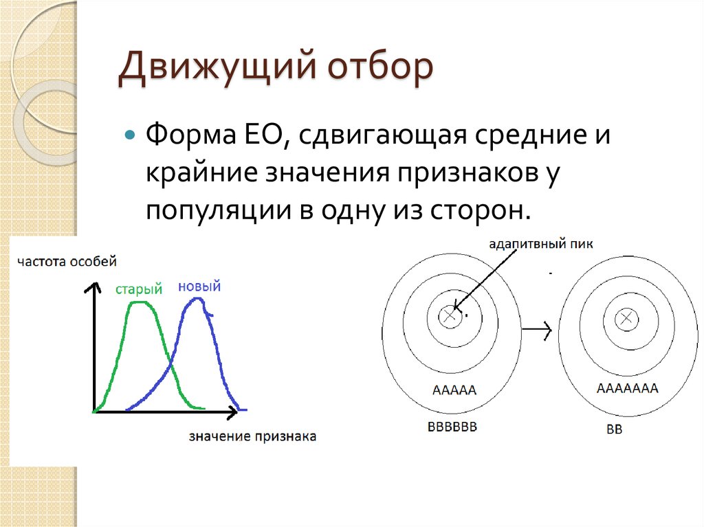 Движущий отбор. Значение движущей формы отбора. Движущая форма. Движущий отбор примеры человека. Признаки движущего отбора.