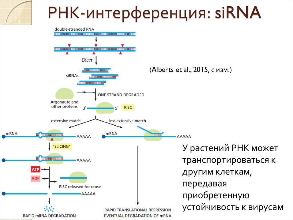Малые рнк. Этапы процесса РНК-интерференции.. Малые интерферирующие РНК схема. РНК-интерференция RNAI. Этапы РНК интерференции.