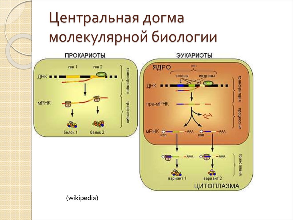 Схема транскрипции эукариот