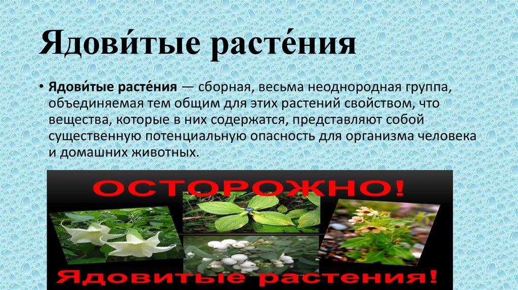 Ядови́тые расте́ния