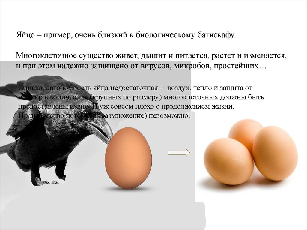 Очень пример. Образец яичка. Яйца с примерами. Описания мужского яиц пример.