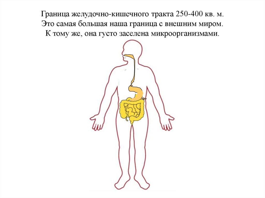 Иммунная карта жкт