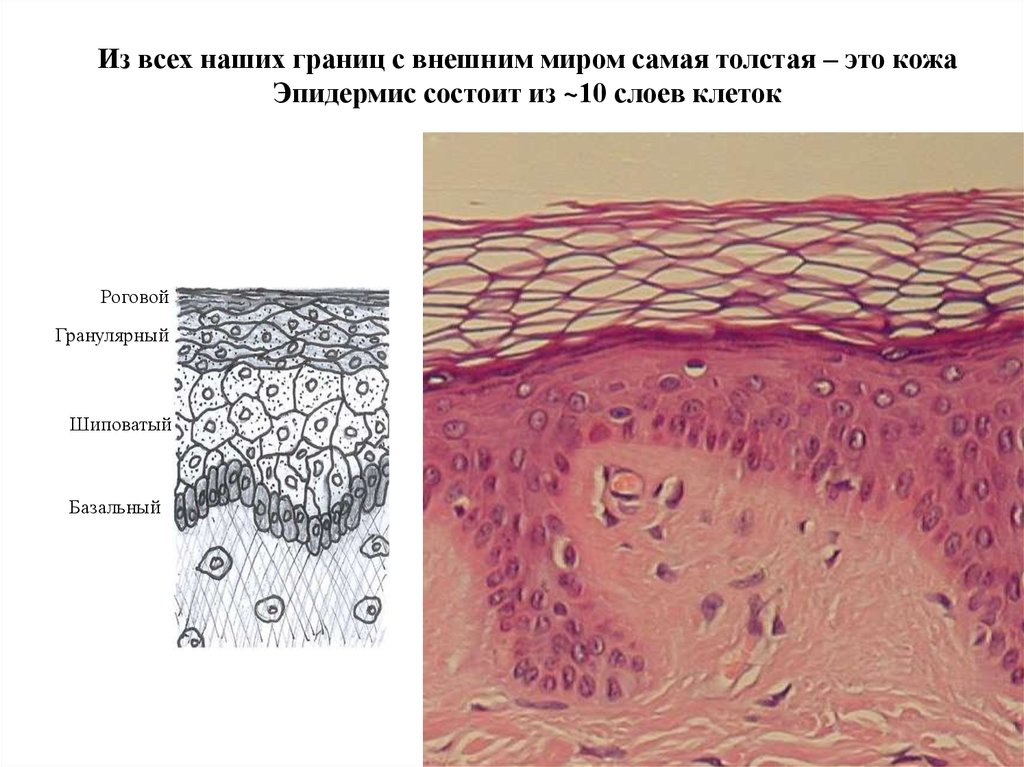 Гранулярный слой эпидермиса. Шиповатый слой эпидермиса. Клетки шиповатого слоя. Эпидермис образован тканью.
