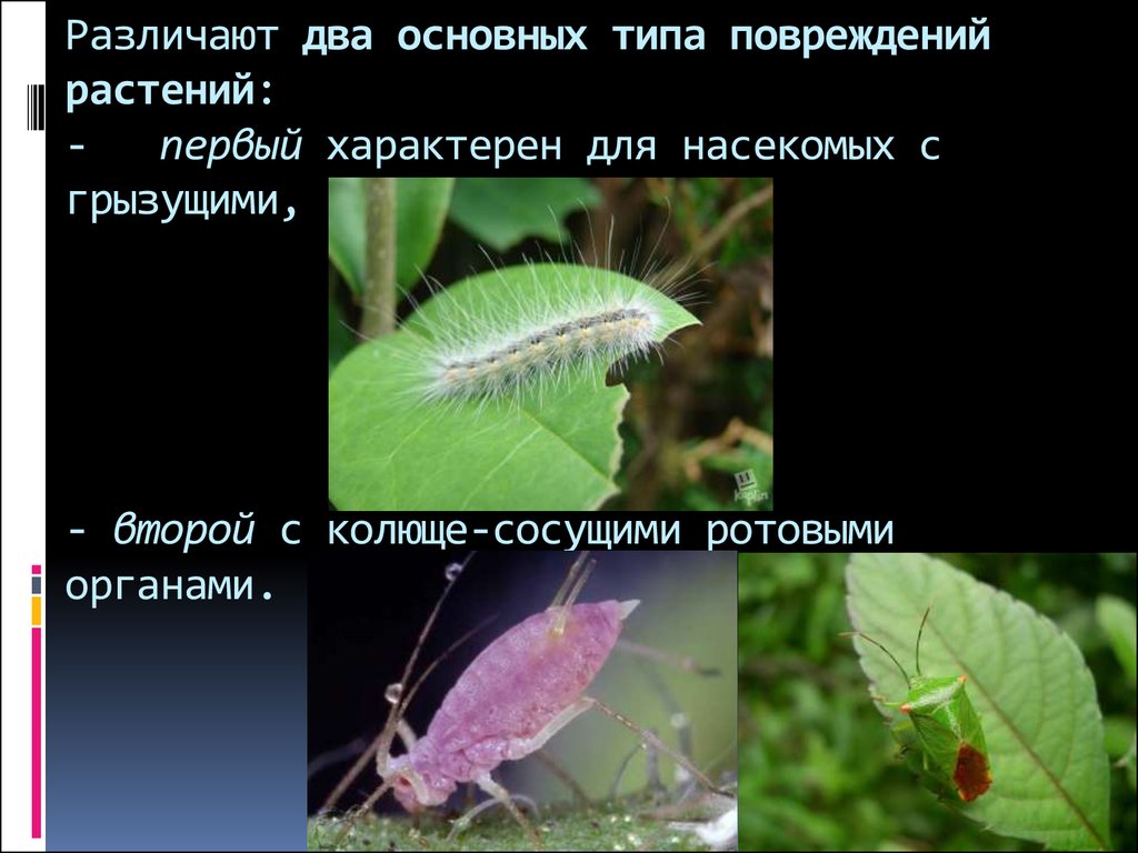Различают два основных типа повреждений растений: - первый характерен для насекомых с грызущими, - второй с колюще-сосущими ротовыми органа