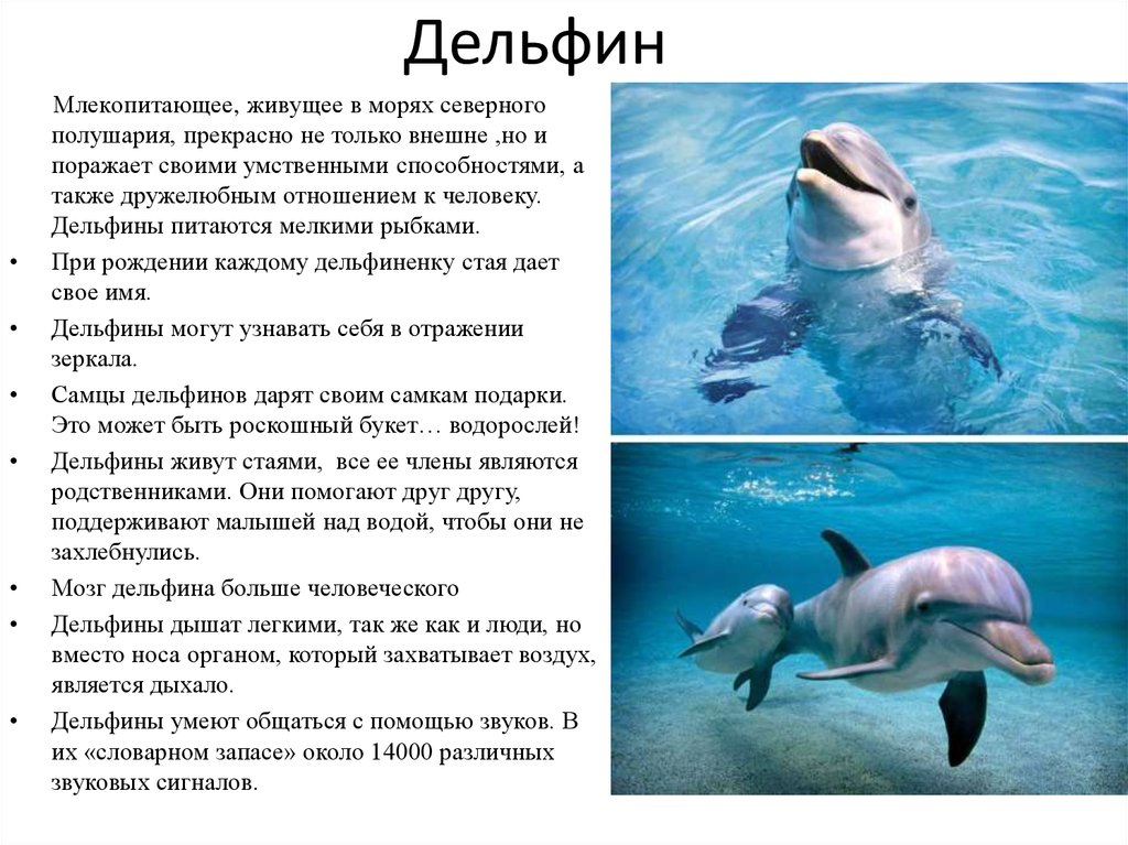 Дельфин относится к группе животных. Дельфины млекопитающие. Дельфин это рыба или животное. Дельфин это рыба или млекопитающее. Почему дельфины млекопитающие.