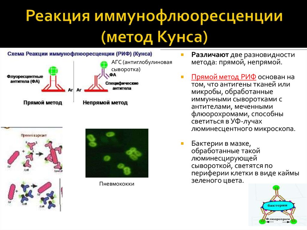 Риф презентация микробиология
