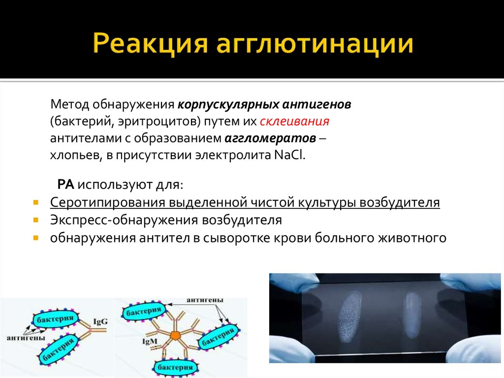 Реакция агглютинации микробиология схема