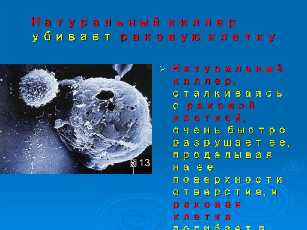 Натуральный киллер убивает раковую клетку