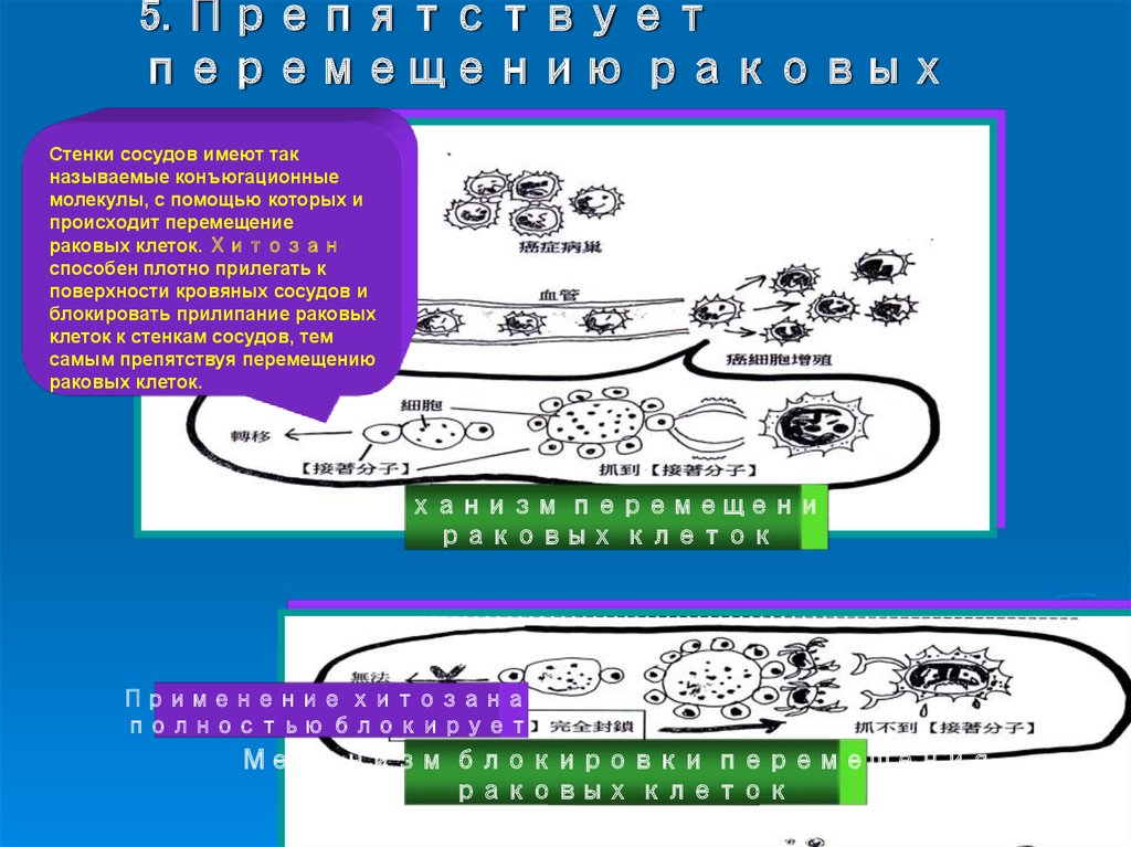 5. Препятствует перемещению раковых клеток