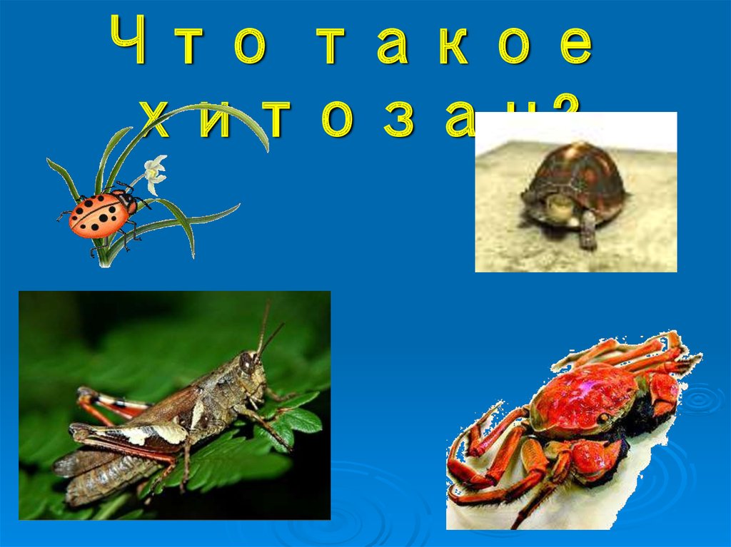 Хитозан и здоровье человека - презентация онлайн