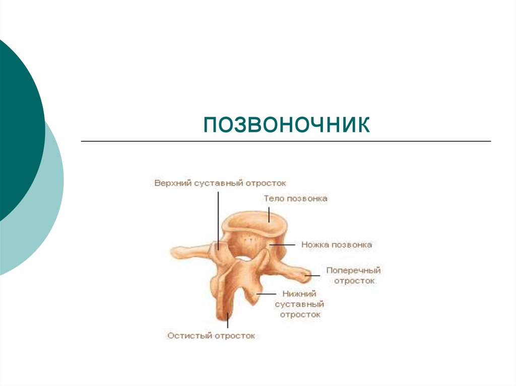 Функции позвоночника. Функции позвонка. Функции позвоночника человека. Функции позвоночника анатомия.