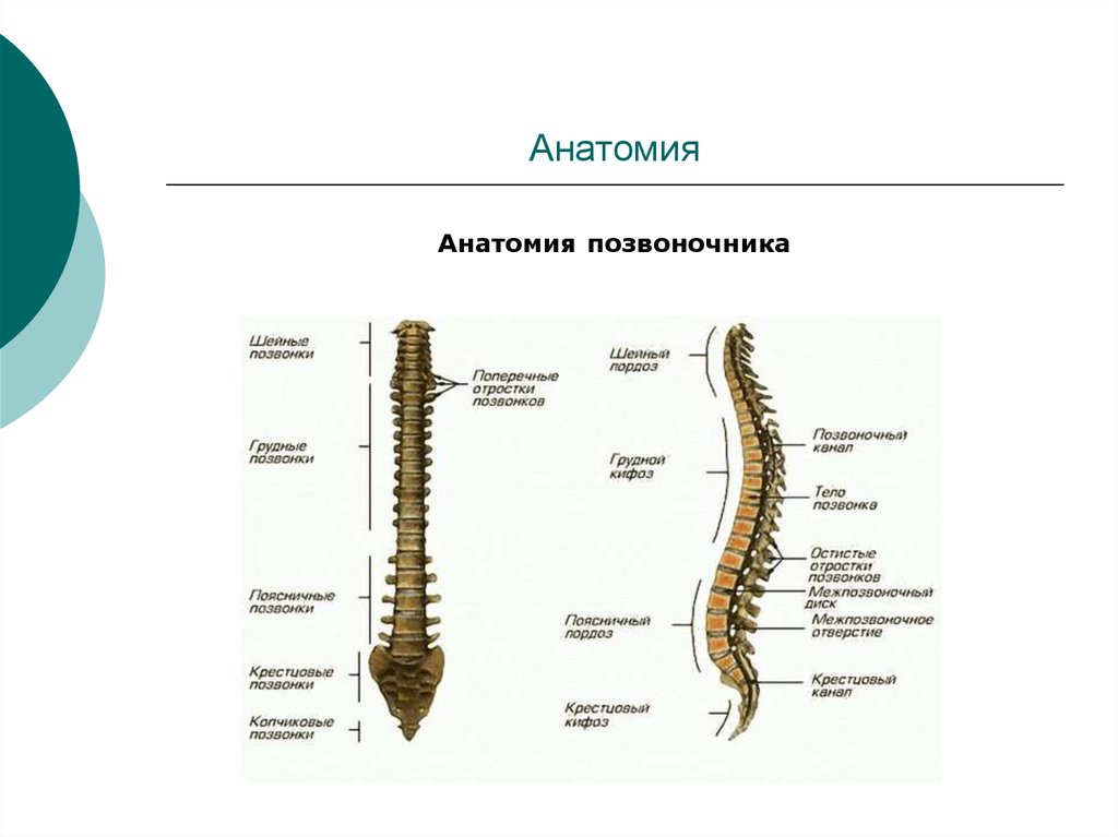 Первый позвоночник. Анатомия позвоночника человека 1 курс. Позвонки анатомия 1 курс. Позвоночник строение мед анатомия. Позвоночный столб анатомия Синельников.