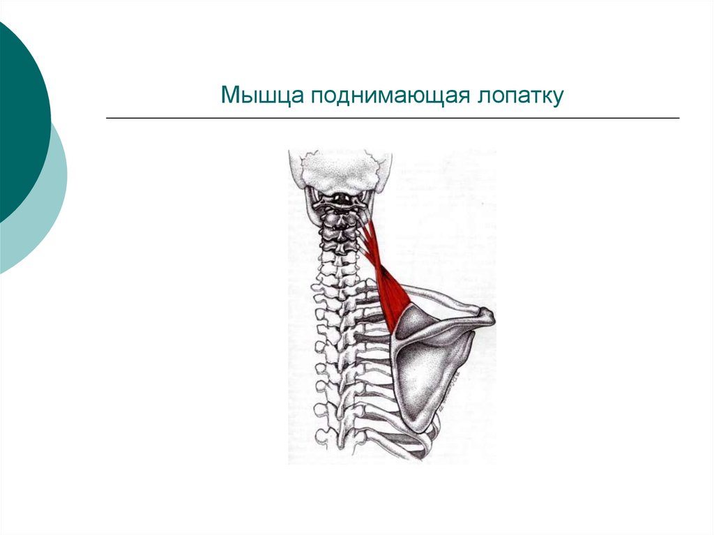 Мышца поднимающая лопатку картинка