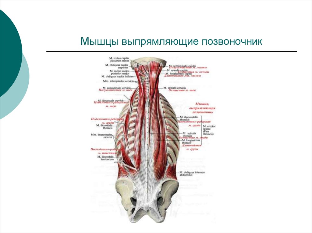 Мышцы выпрямляющие. Мышца выпрямляющая позвоночник анатомия функции. Разгибатели мышц спины и позвоночника. Выпрямитель позвоночника мышца. Глубокие мышцы спины с разгибателем позвоночника.