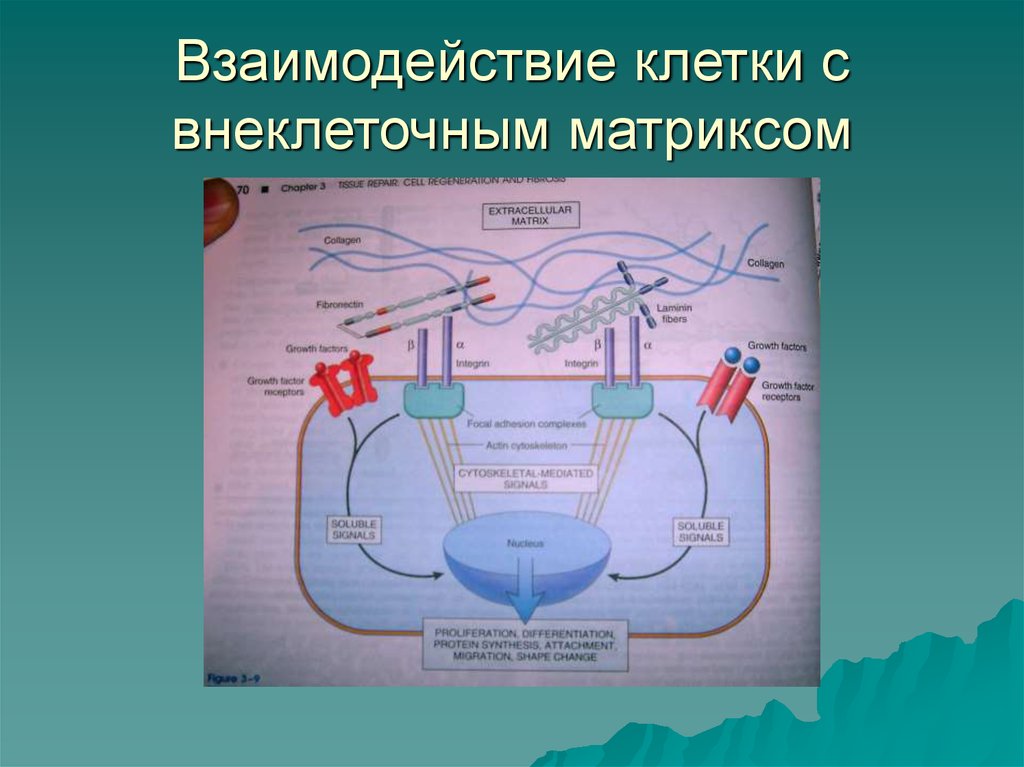 Взаимодействие клеток. Клеточные взаимодействия. Роль внеклеточного матрикса и клеточно-матриксных взаимодействий.. Взаимодействие клетки с внеклеточным матриксом. Механизм взаимодействия клеток с внеклеточным матриксом.