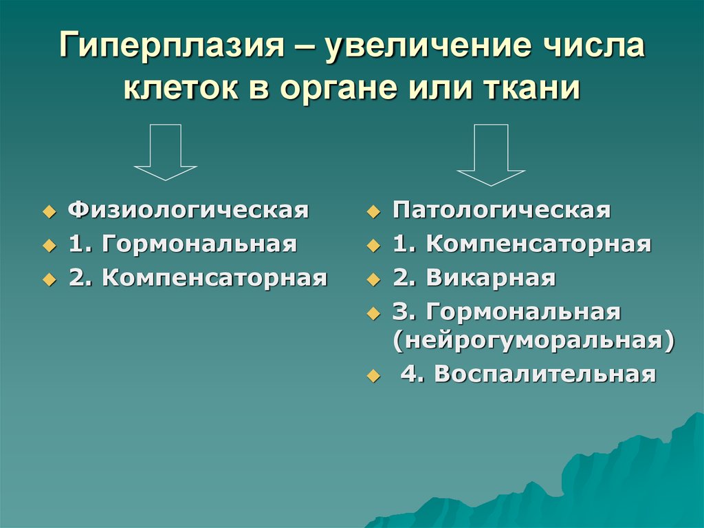 Увеличение числа клеток. Виды гиперплазии. Физиологическая гиперплазия. Физиологическая и патологическая гиперплазия. Механизм гиперплазии.