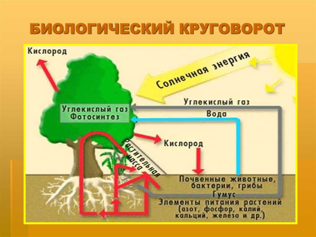 Круговорот веществ в природе схема 6 класс