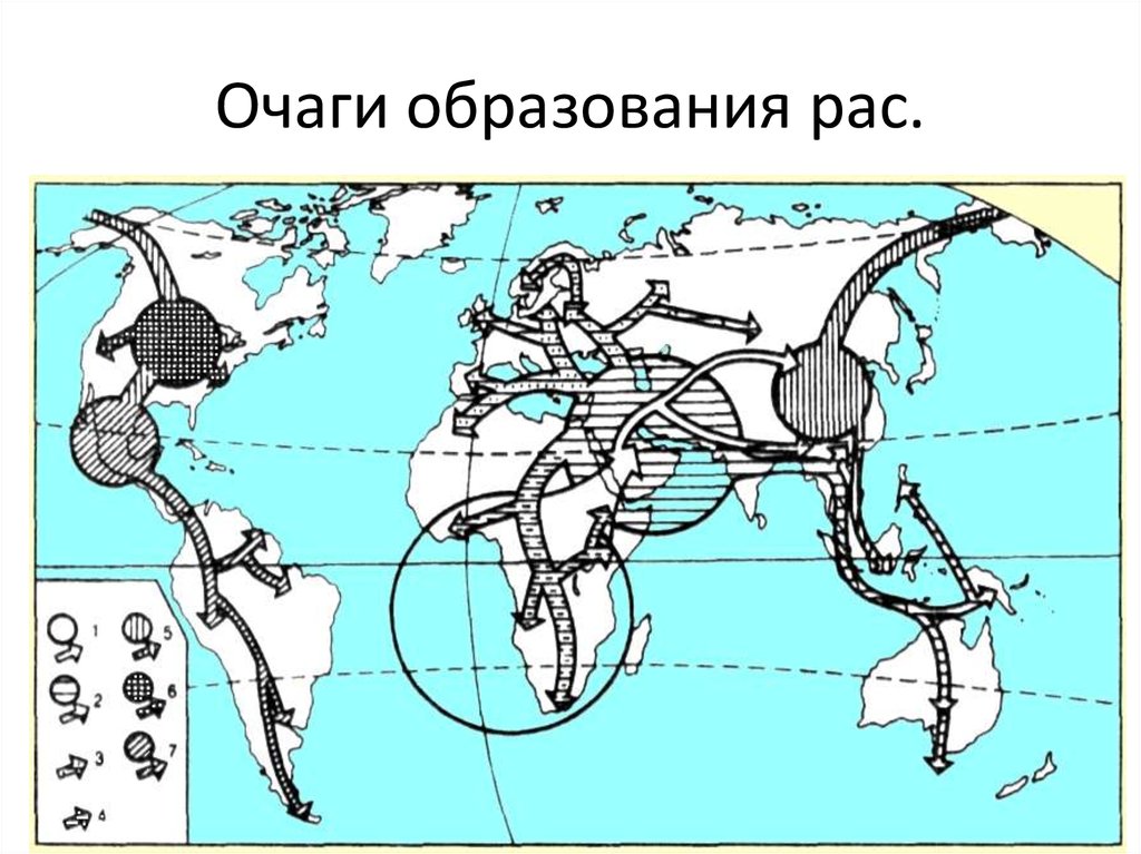 Очаги образования рас.