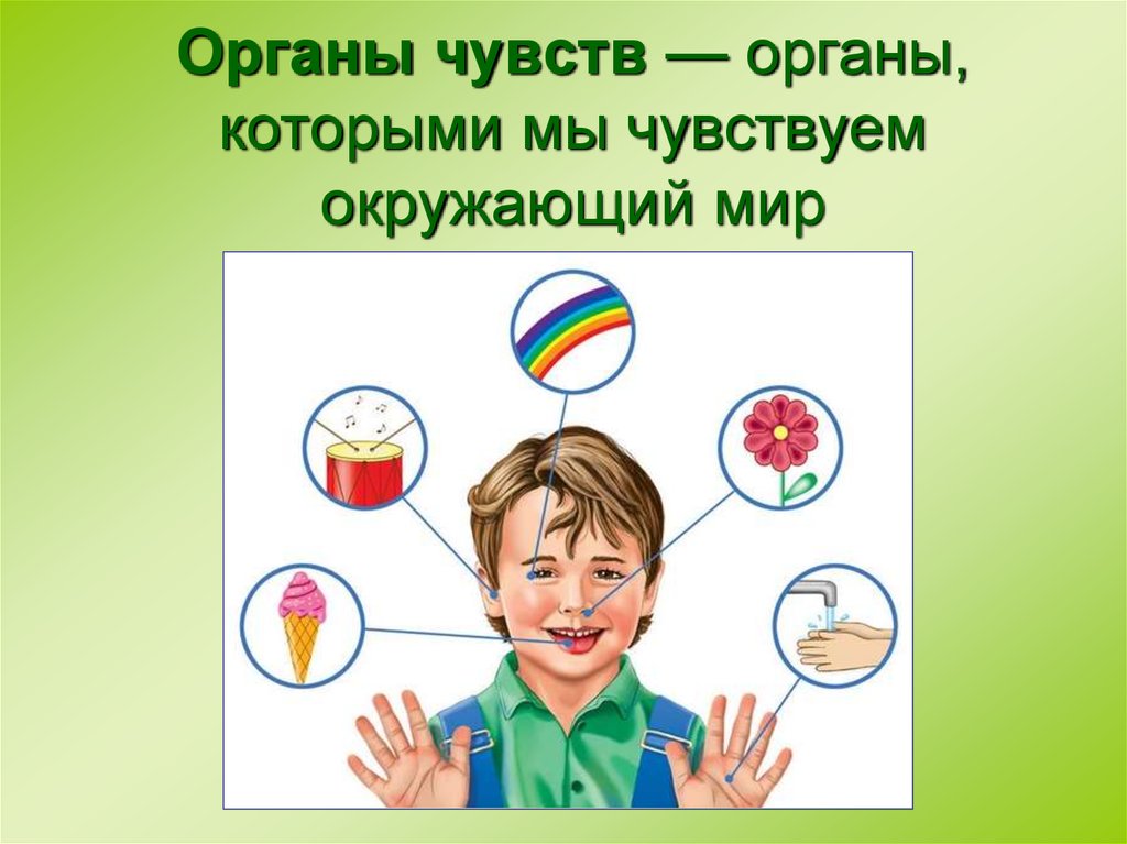 Органы чувств 5 класс 8 вид природоведение презентация