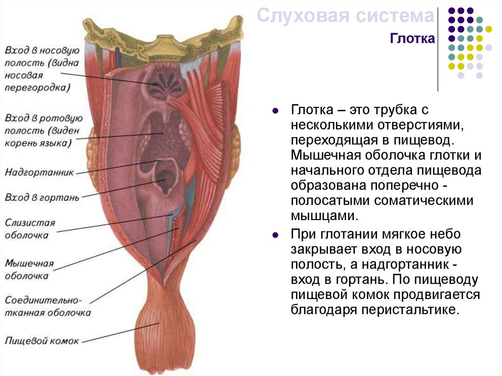 Глотка слои. Оболочки глотки анатомия. Констрикторы глотки анатомия. Мышцы глотки. Строение стенки глотки анатомия.