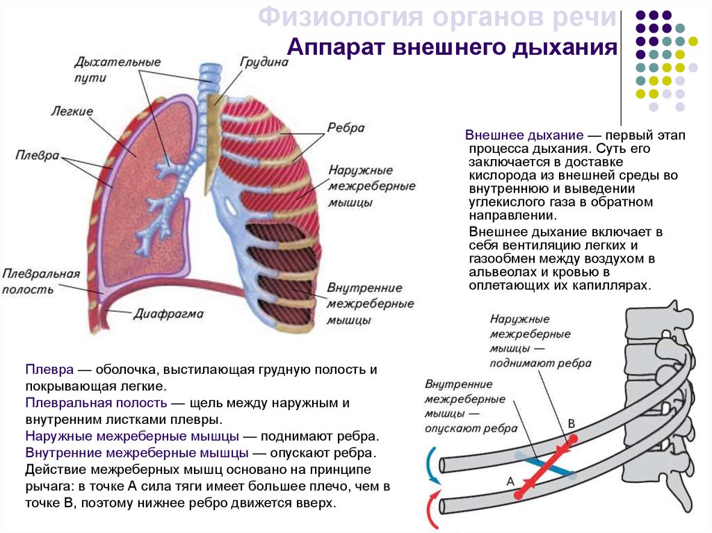 Органы плевральной полости. Аппарат внешнего дыхания физиология. Структура аппарата внешнего дыхания. 2. Аппарат внешнего дыхания, его структура и функция. Дыхание внешнее и внутреннее схема.