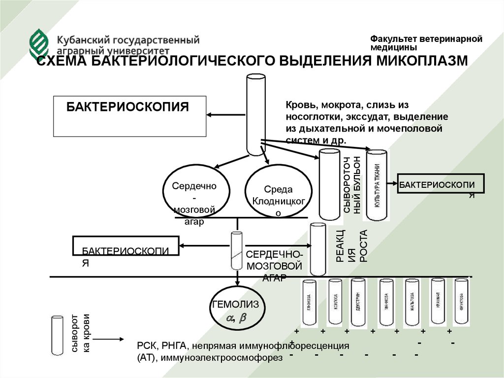 Схема бактериологического исследования