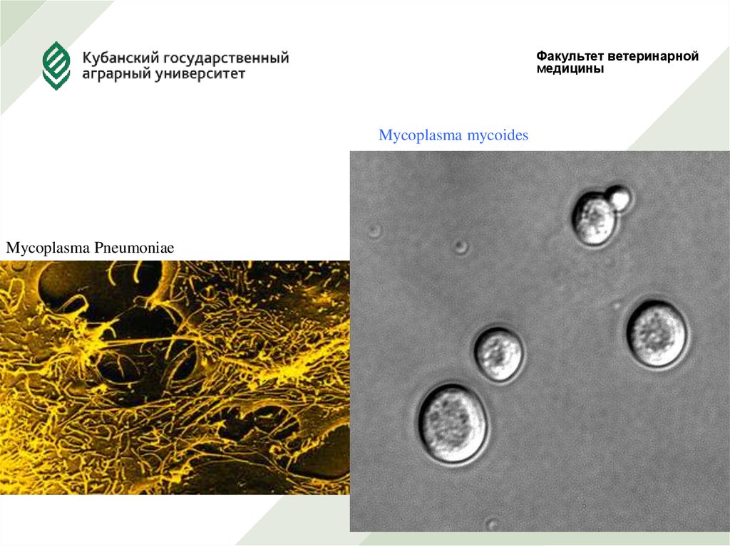 Mycoplasma pneumoniae. Mycoplasma pneumoniae факторы инвазии. Микоплазмоз собак презентация. Mycoplasma mycoides var. Capri. Mycoplasma mycoides ферментативная активность.