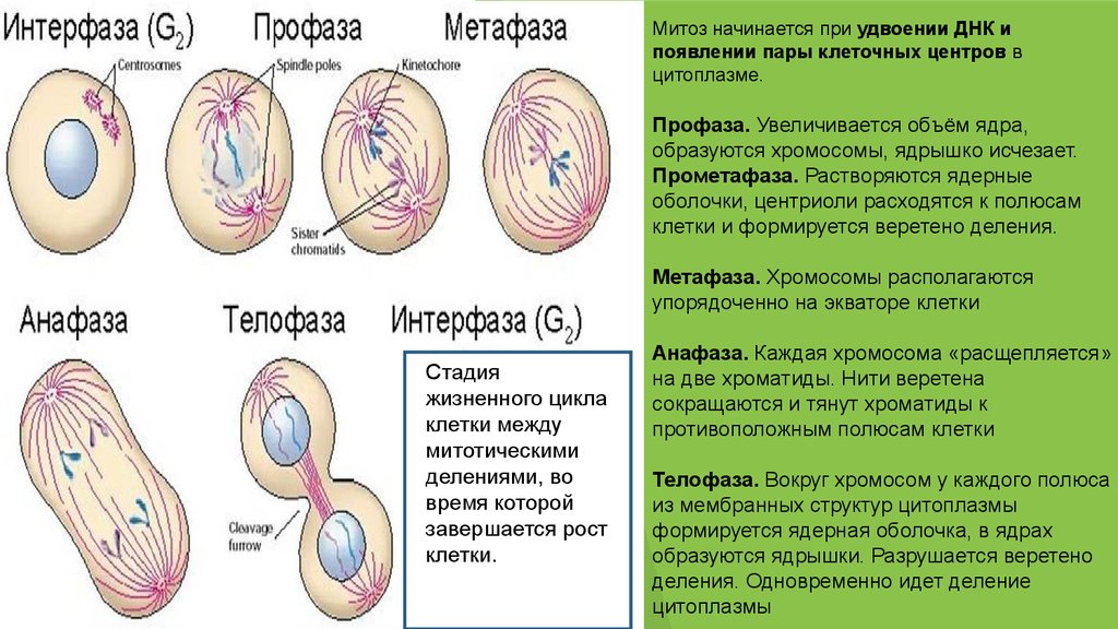 Интерфаза деления. Стадии деления клетки интерфаза. Интерфаза митоза процессы. Фазы митоза интерфаза профаза метафаза анафаза телофаза. Интерфаза и фазы митоза рисунок.